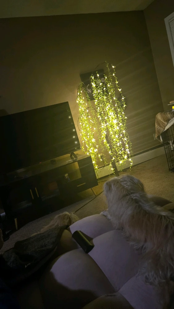 GIF uploaded by Amber