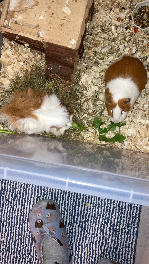 Obrázek nahrál Sam