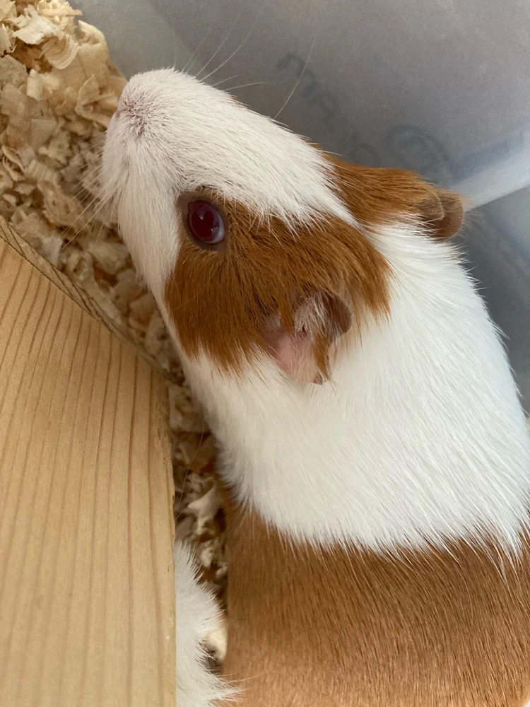 Obrázek nahrál Sam