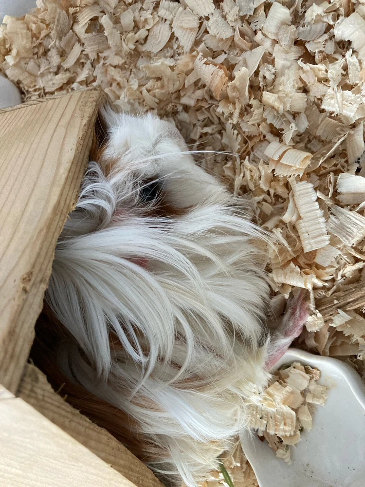 Obrázek nahrál Sam