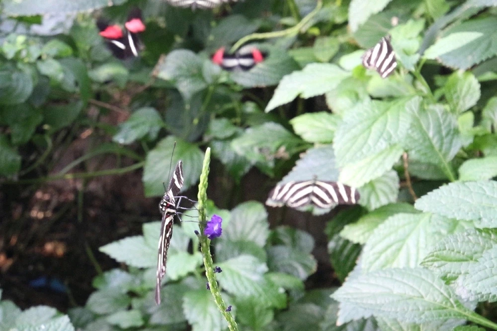 Image uploaded by Matt