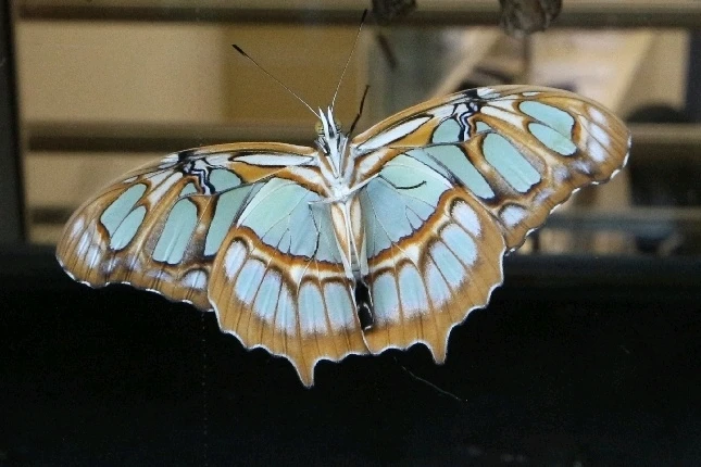 Image uploaded by Matt