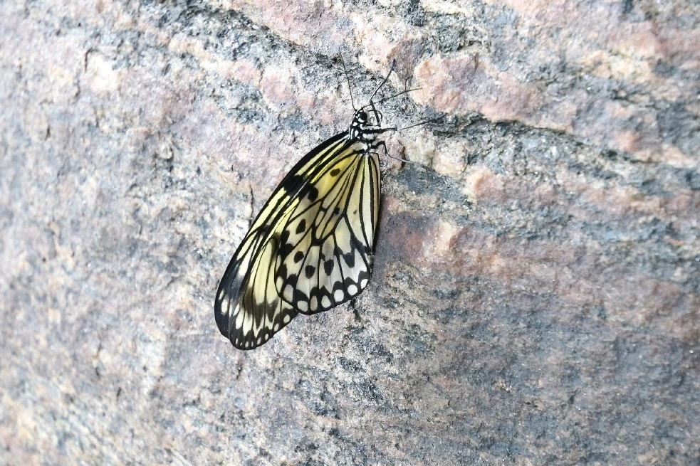 Image uploaded by Matt