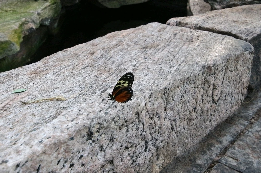 Image uploaded by Matt