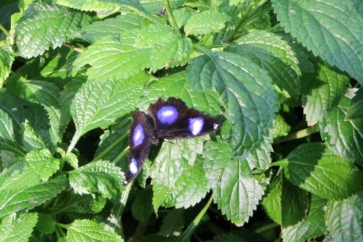 Image uploaded by Matt