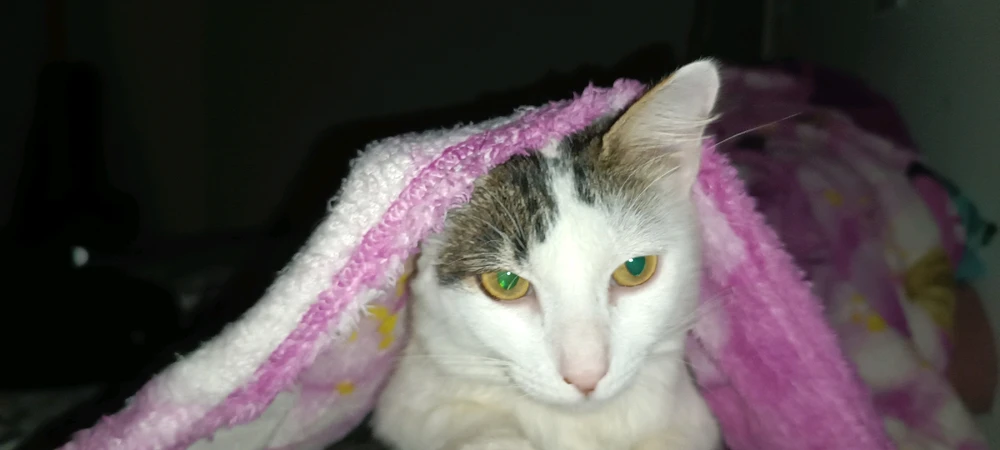 Image uploaded by Let