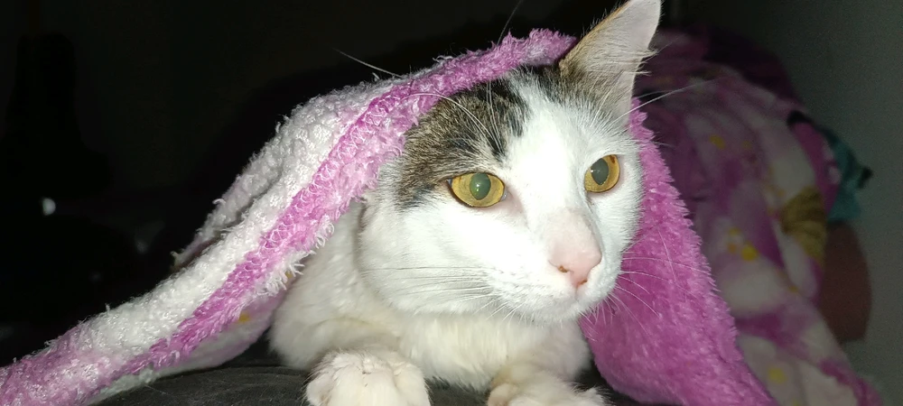 Image uploaded by Let