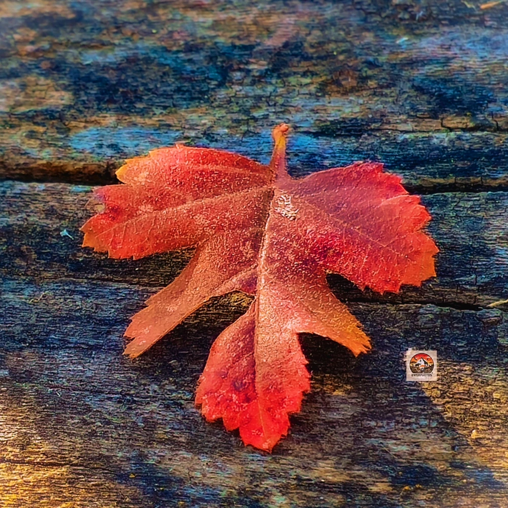 Imatge pujada per Ewerton