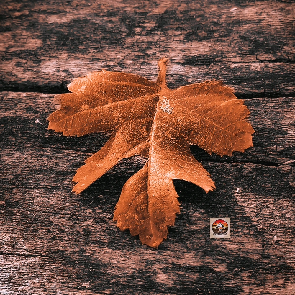 Imatge pujada per Ewerton