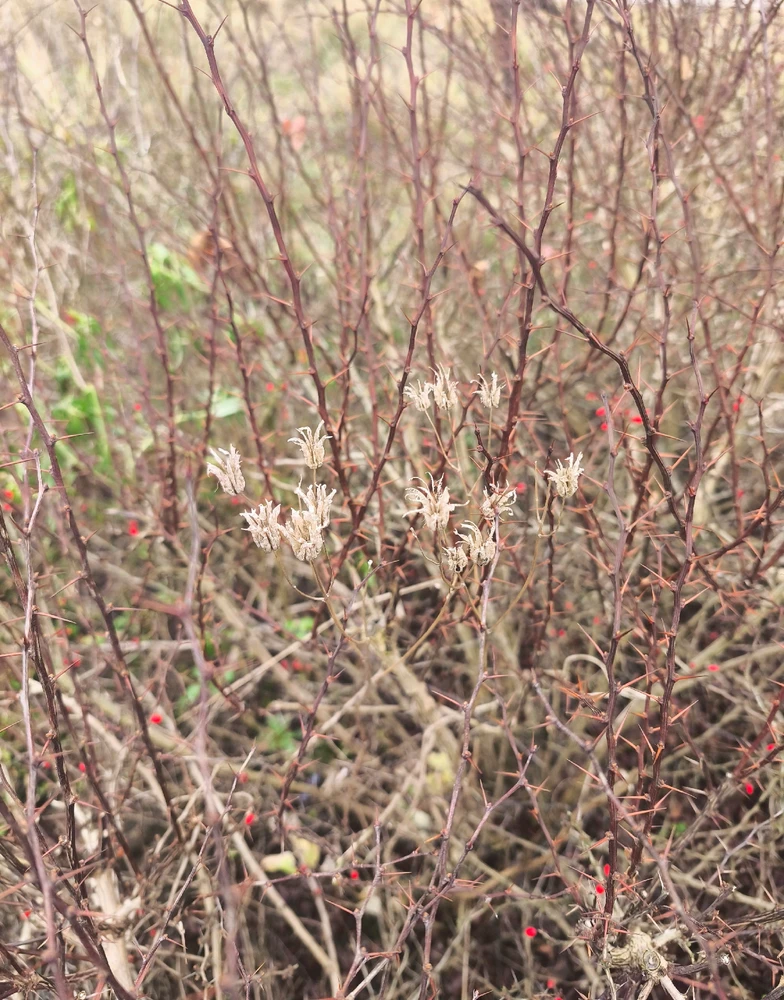 Obrázek nahrál 🧿