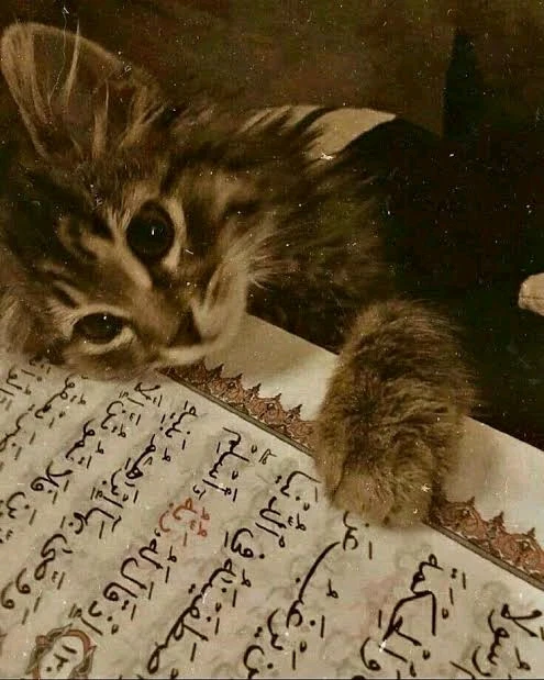 GIF uploaded by 𝓢𝓮𝓻𝓮𝓷 • 𝓢𝓮𝓻𝓮𝓷𝓭𝓲𝓹𝓲𝓽𝔂