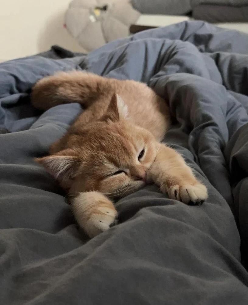 GIF uploaded by Will Strauss