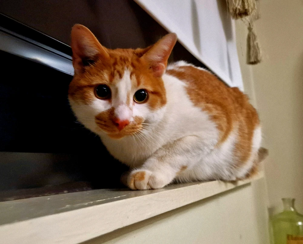 Image uploaded by Eric