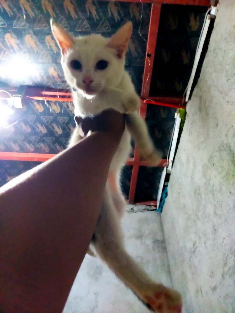 Mana Iday 上傳的 GIF