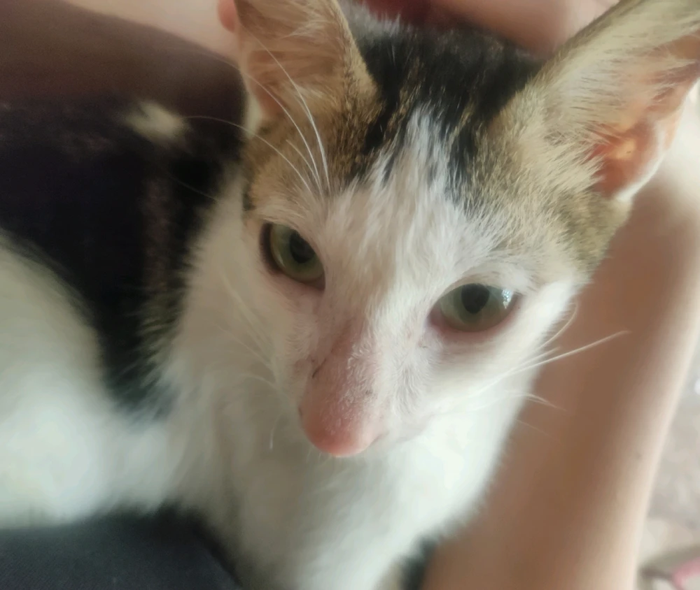 Homeless teen cat.
