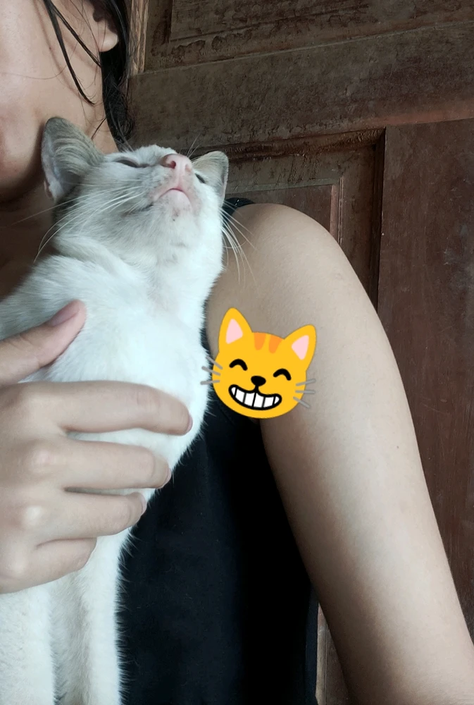Possessive cat.