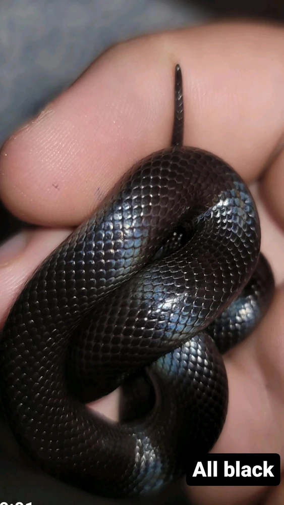 GIF subido por Micha