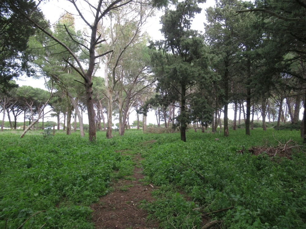 Immagine caricata da Shinrin