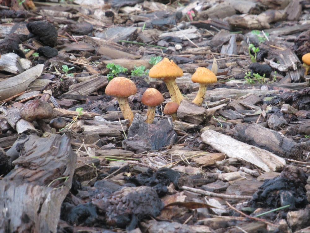 Immagine caricata da Shinrin