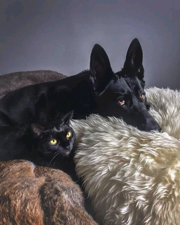 Image uploaded by 𔓎ꑀꌅ꒐ꈵꁲ𔓎 (𖣠ꘘꘘ 𖢧ꛅ𖤢 𖢑ꛎ𖦪𖢉𖤢𖢧)