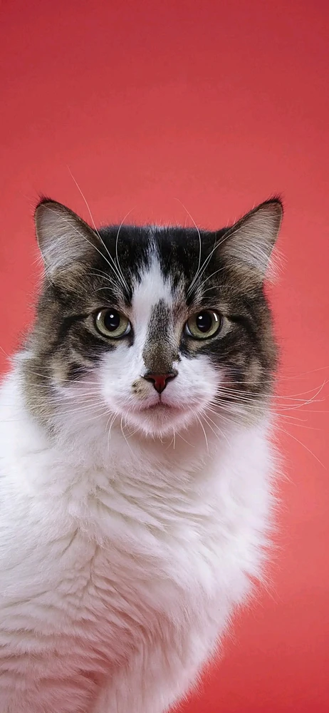 Meriç tarafından yüklenen GIF