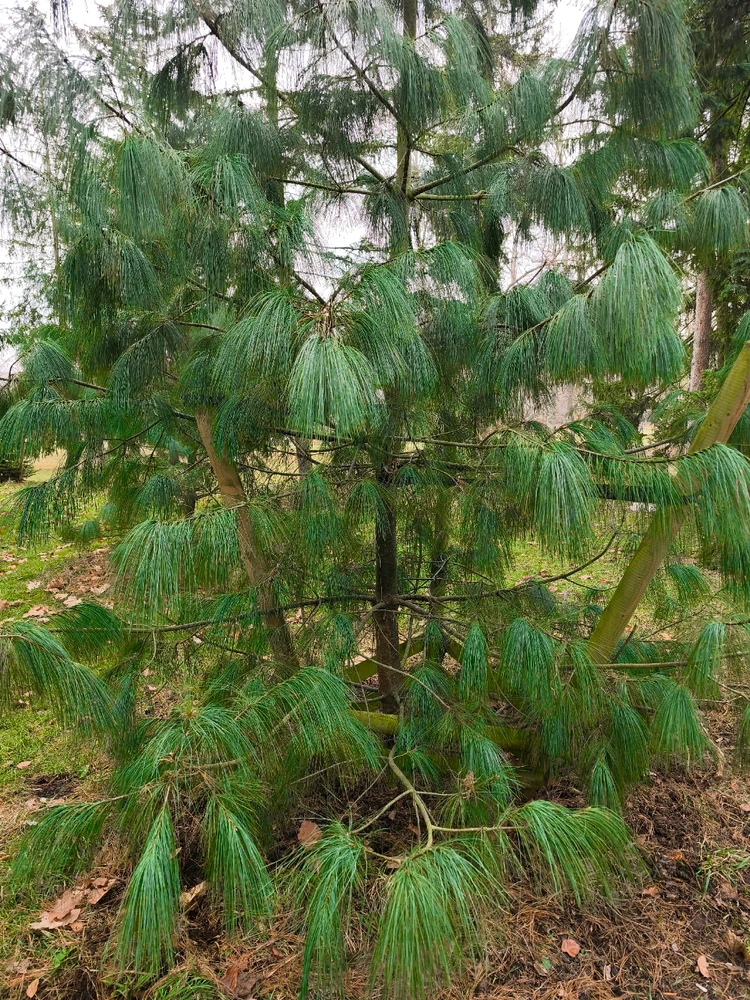 Obrázek nahrál 🧿