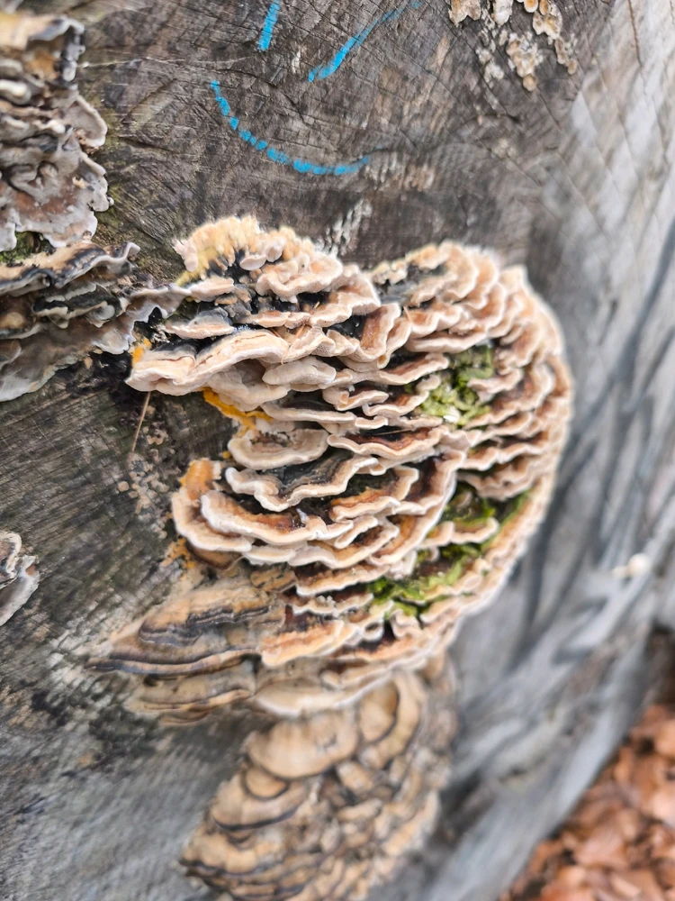 Obrázek nahrál 🧿