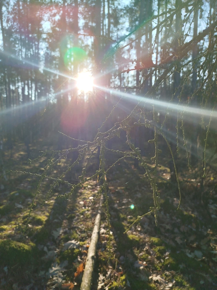 Obrázek nahrál Švadlena kytaristka