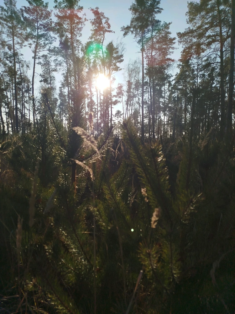 Obrázek nahrál Švadlena kytaristka