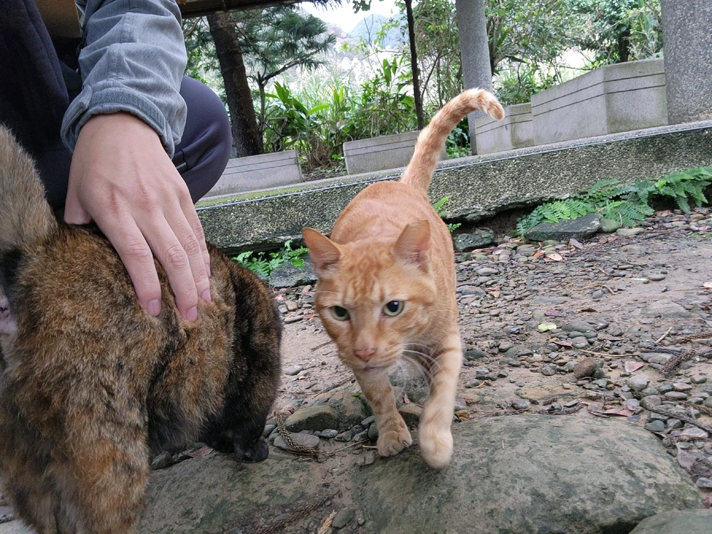 呱呱がアップロードしたGIF