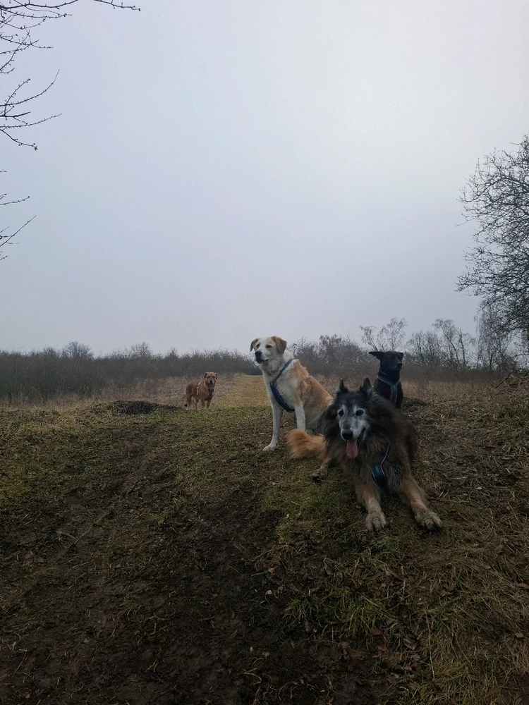 Obrázek nahrál Nora