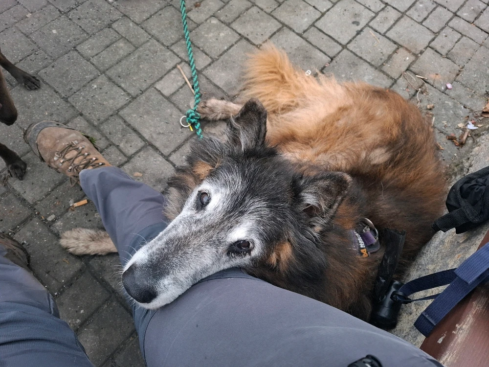 Obrázek nahrál Nora