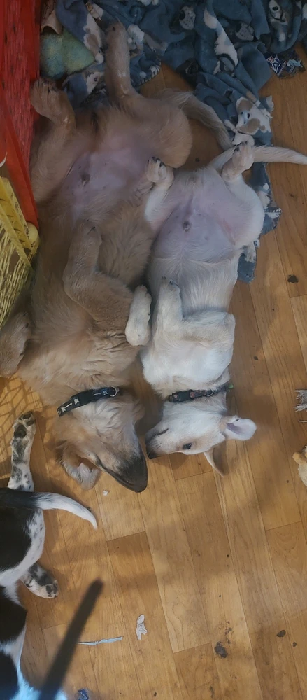 GIF uploaded by Joanna