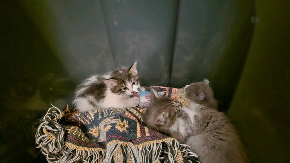 Image uploaded by John