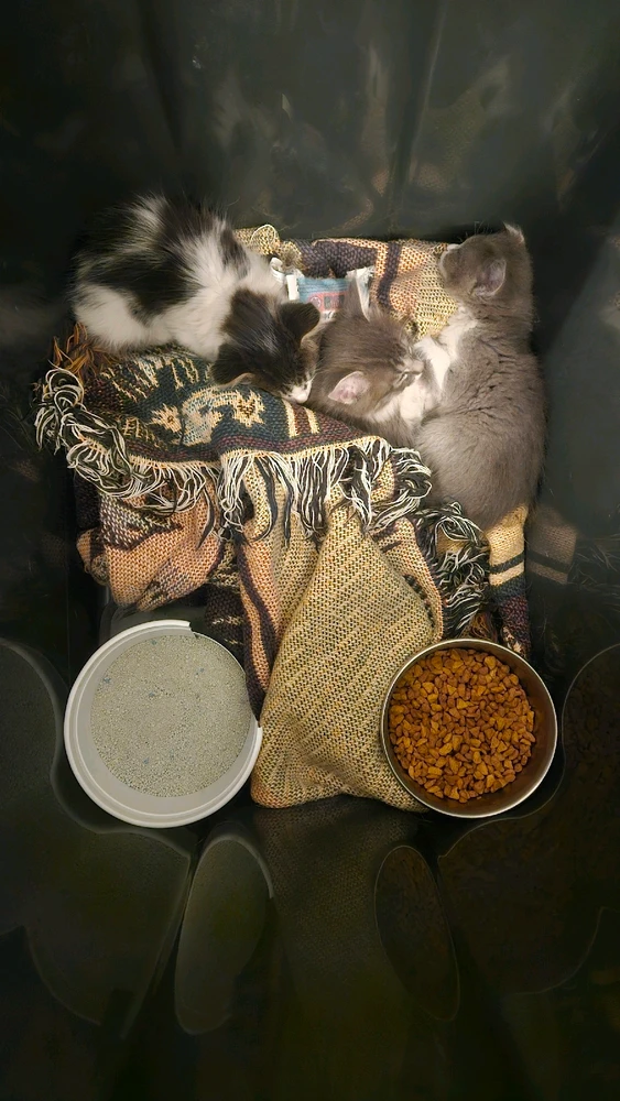 Image uploaded by John