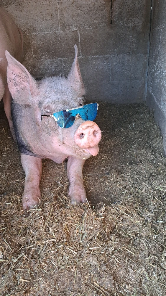 GIF încărcat de Ricardo