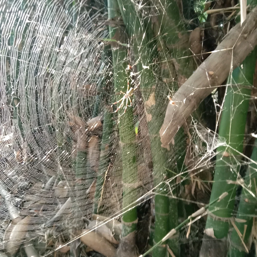 Image uploaded by Daniel Buitrago