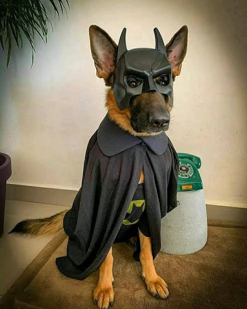 GIF uploaded by 𝓢𝓮𝓻𝓮𝓷 • 𝓢𝓮𝓻𝓮𝓷𝓭𝓲𝓹𝓲𝓽𝔂