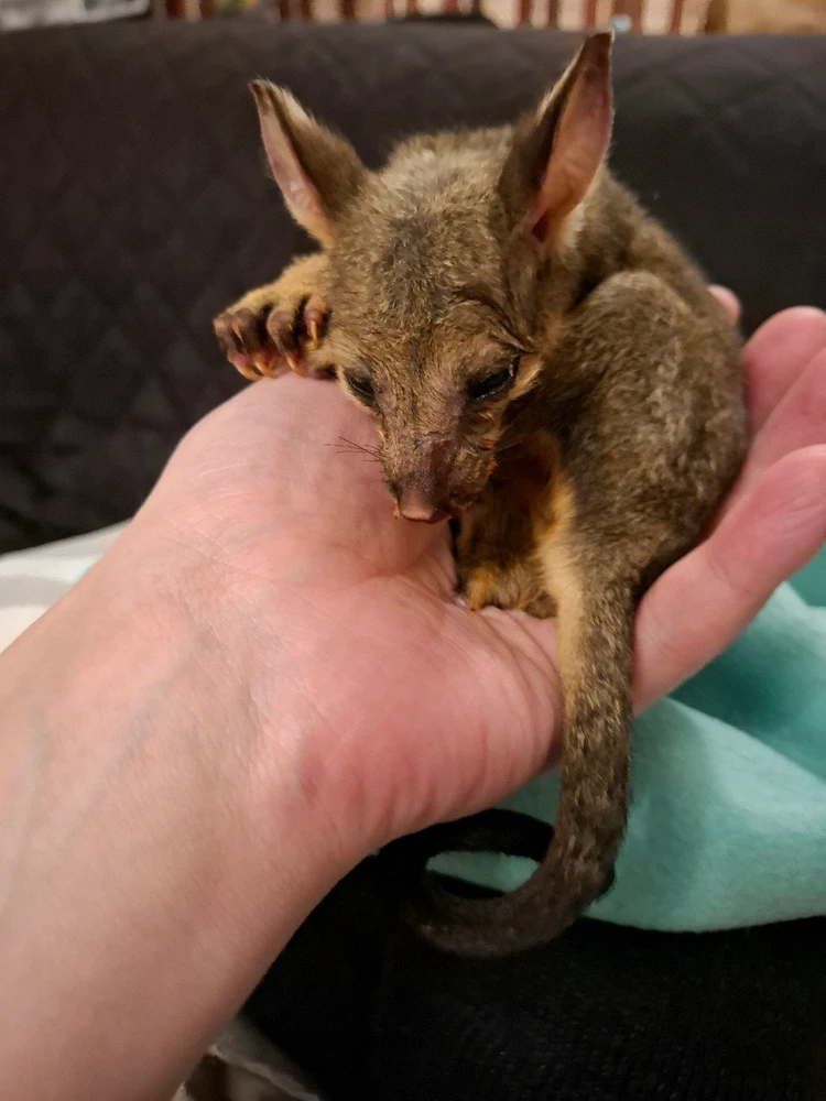 Image uploaded by Kiba