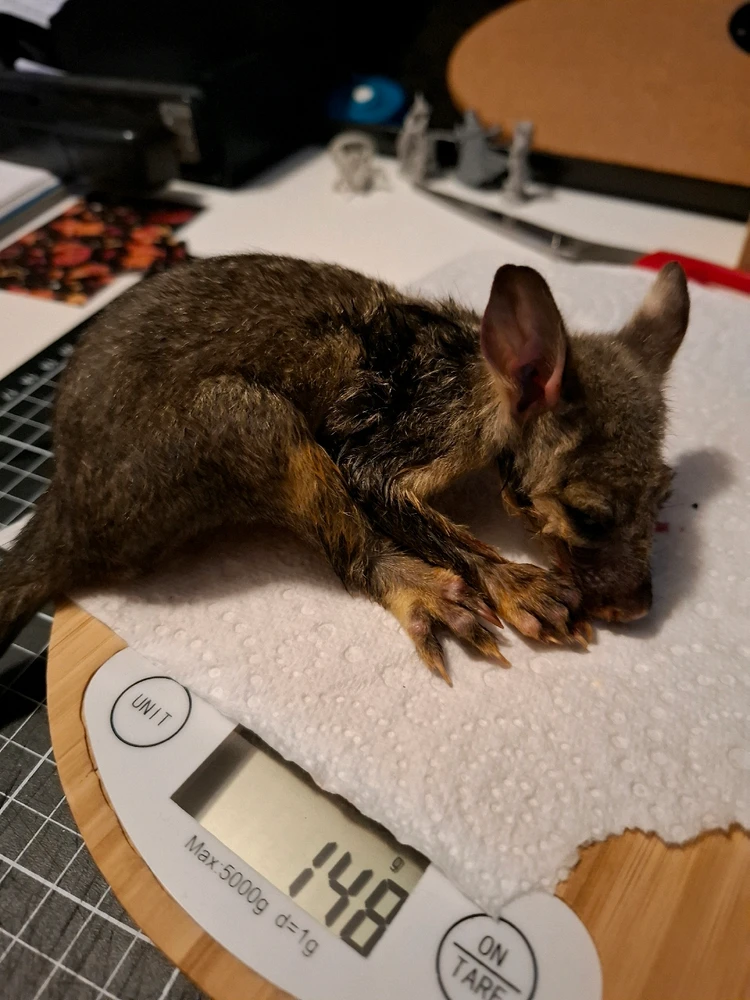 Image uploaded by Kiba