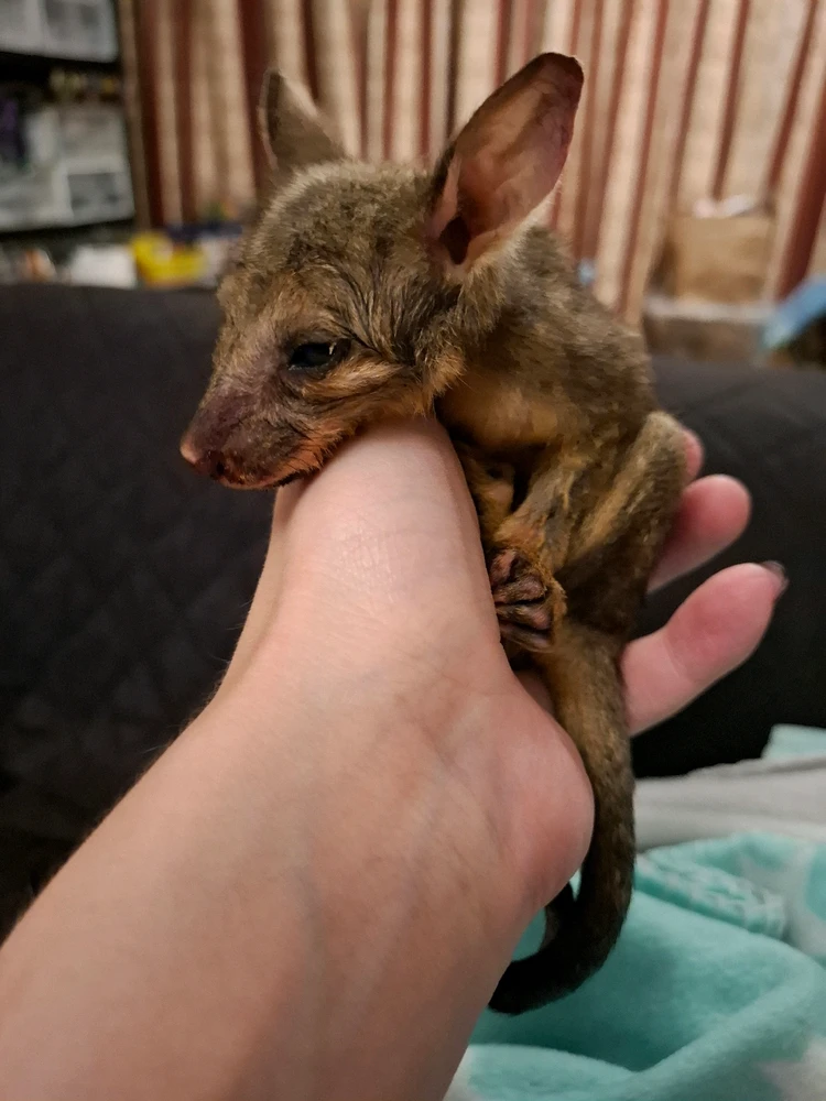 Image uploaded by Kiba