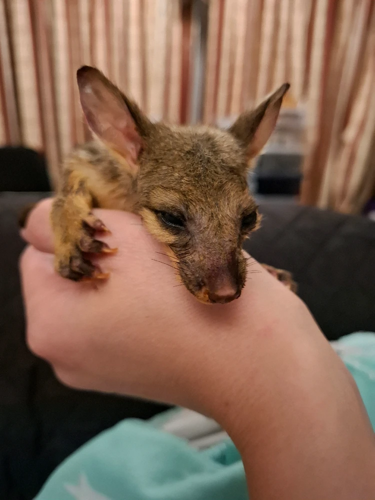 Image uploaded by Kiba