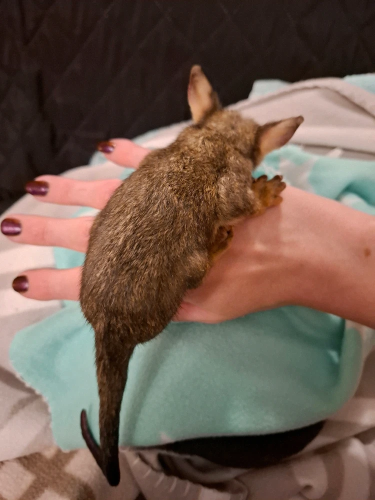 Image uploaded by Kiba