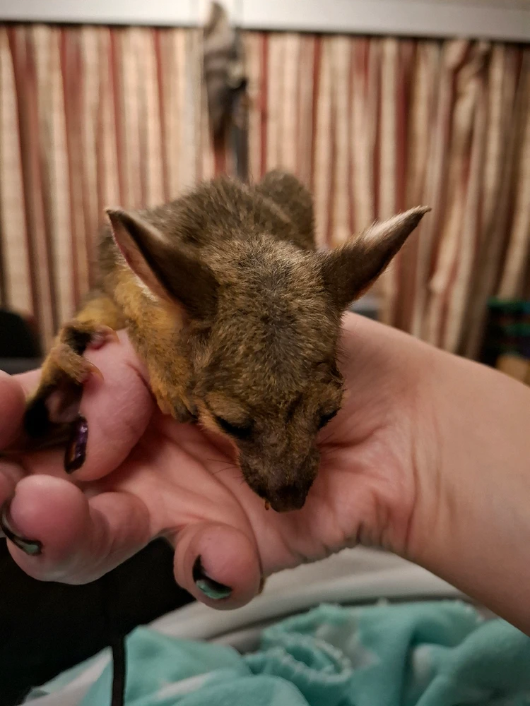 Image uploaded by Kiba