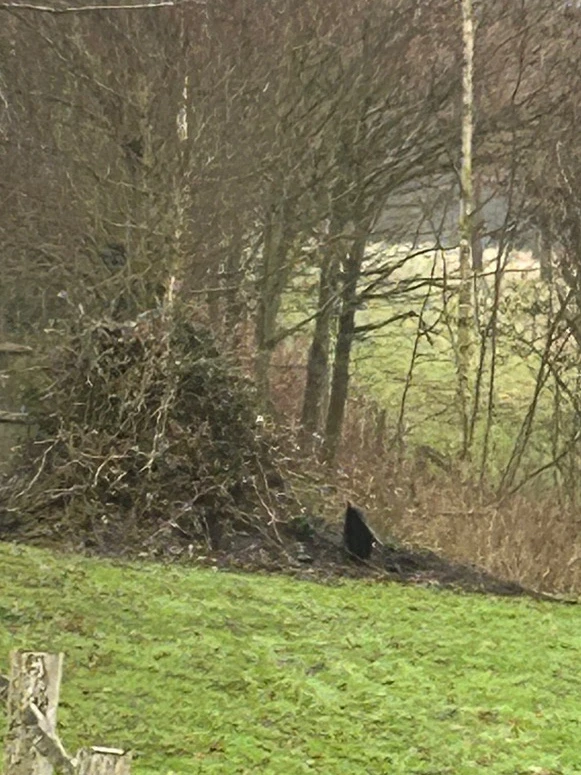 GIF diunggah dening Andrew