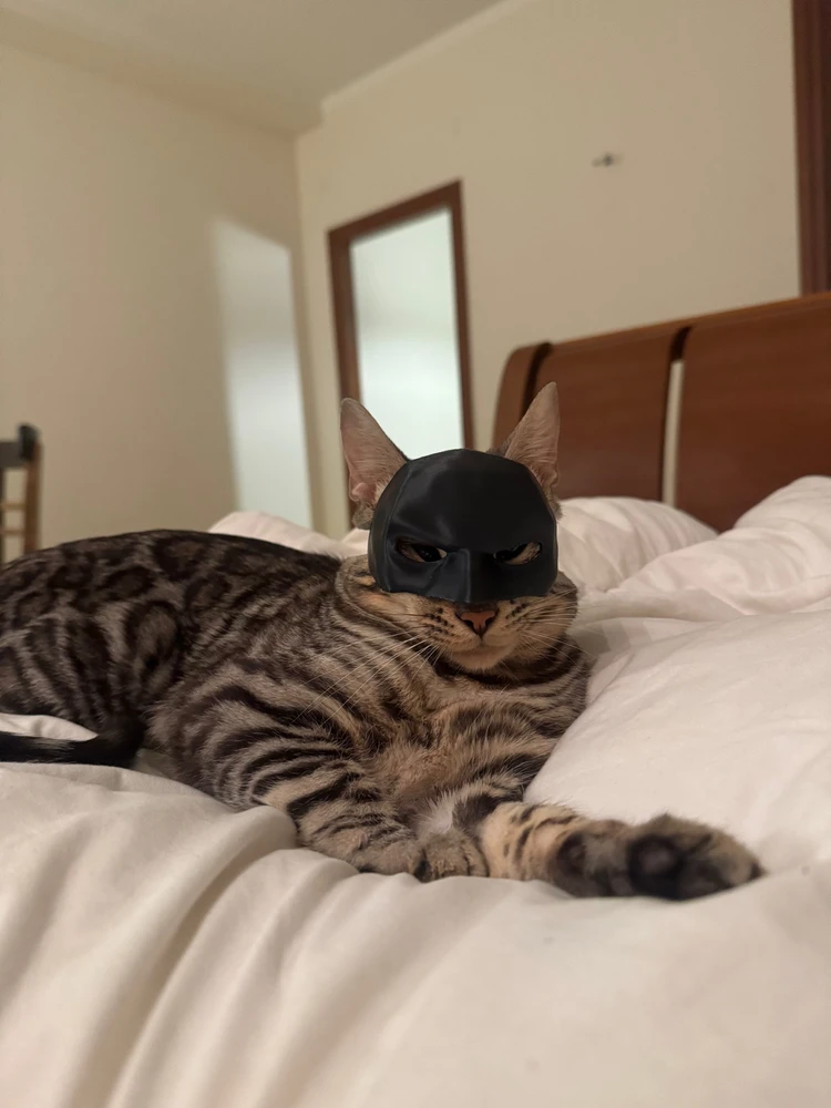 batcat leo