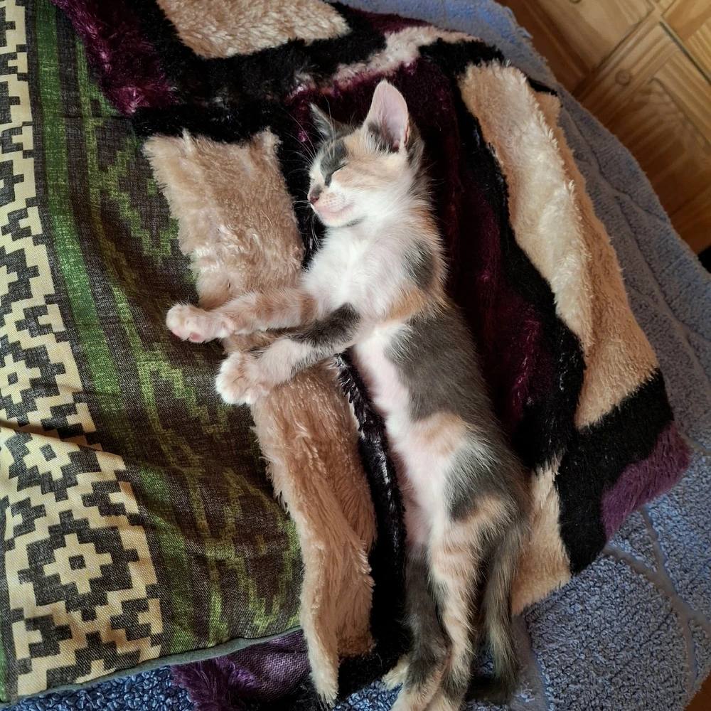 GIF uploaded by Angelo