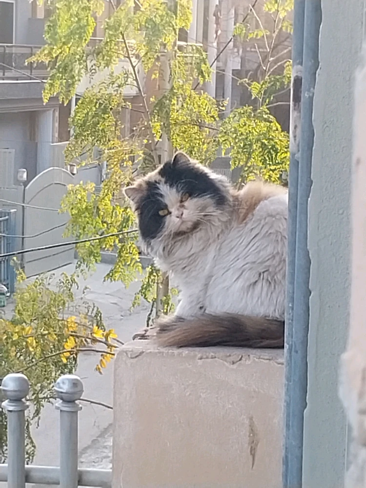 😺 Catto in the neighborhood