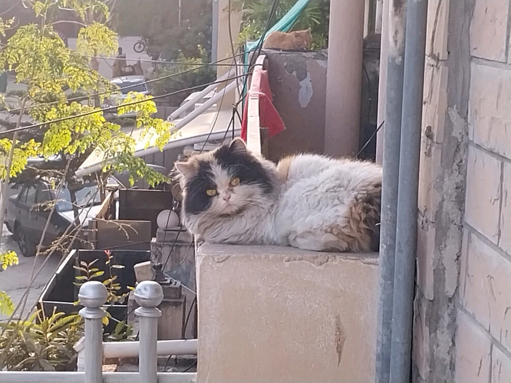 😺 Catto in the neighborhood