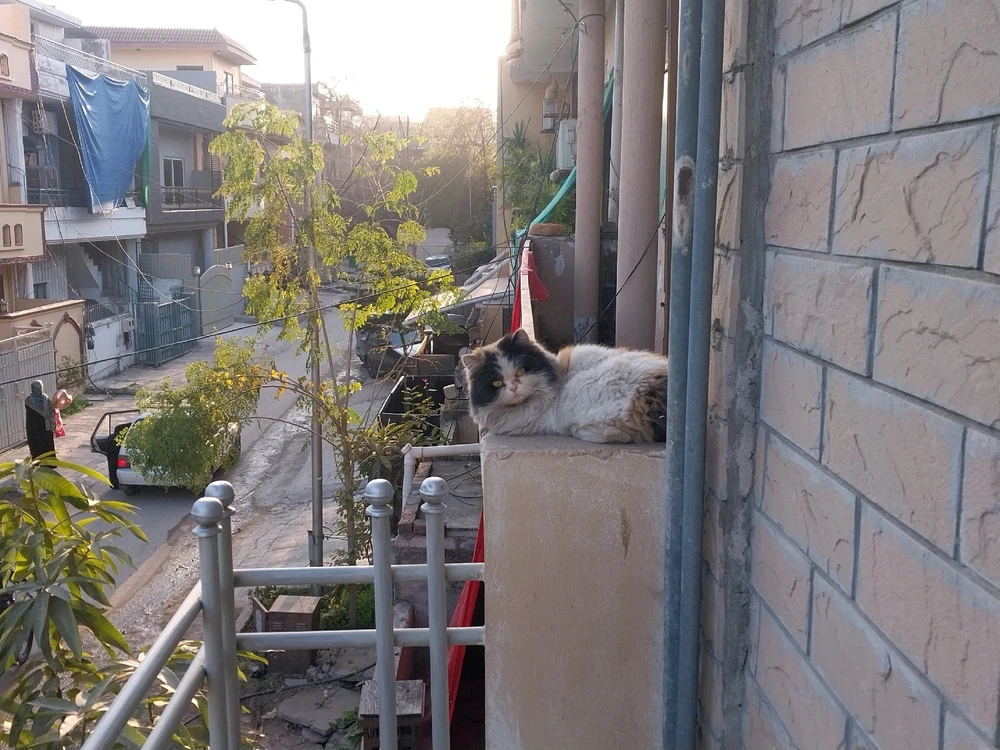 😺 Catto in the neighborhood